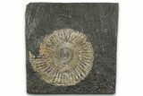 Dactylioceras Ammonite Fossil - Posidonia Shale, Germany #358352-1
